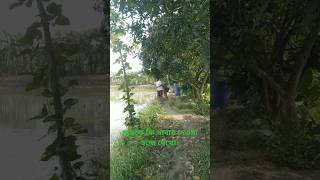 fish fishery farm bangladesh china india goodfoodinthevillage [upl. by Phare167]