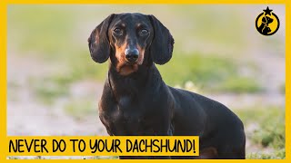 5 Things You Must Never Do to Your Dachshund [upl. by Lita]