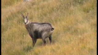 Chasse approche et tir au mouflon  hautes alpes  07 oct 2009 [upl. by Lleral]