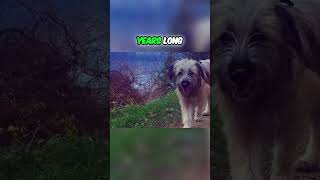 Meet the Pyrenean Shepherd  A Dog With Ancient History [upl. by Aloysius]