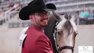 2024 Gypsy Vanner National Championships  Interviews  video by Stunning Steeds [upl. by Streetman]