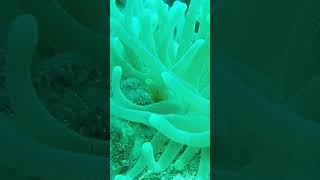 Anemone shrimp viralvideo explore shorts [upl. by Lezti]