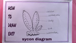 how to draw sycon diagram easydraw diagram of Sycon sponge [upl. by Anemolihp]