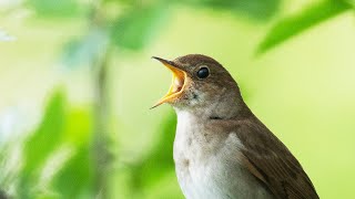 Singing Thrush nightingale [upl. by Assirrac]