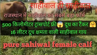 dairy cow agriculture trending viralvideo video [upl. by Imak]