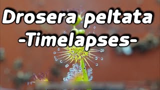 Timelapses with the tuberous sundew Drosera peltata [upl. by Asirrak]