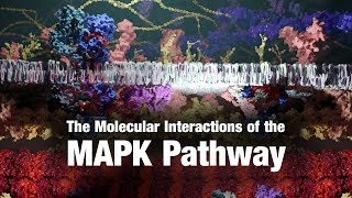 The Molecular Interactions of the MAPK Pathway [upl. by Karol]