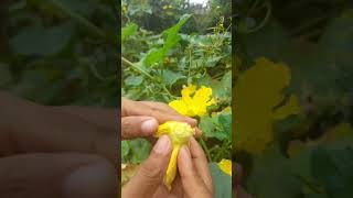 How to Pollination in Vegetables Plant shorts  ytshorts [upl. by Kwabena]