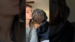 Touching faces rottie dogbreed dog funny pets shorts dogs puppy petowner pet rotties [upl. by Karyn]