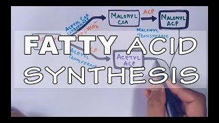 Fatty Acid Biosynthesis  Part II [upl. by Ecertap]