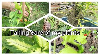 Taking care of my plants 🪴  Rainy days  Plant care tips [upl. by Bekah]