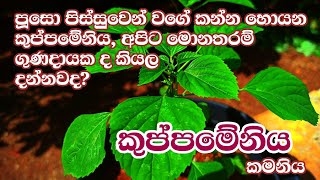 කුප්පමේනිය ඖෂධ පැලෑටිය  kuppameniya  Acalypha indica  A worth herb for many diseases [upl. by Eastman]