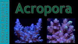 Acropora [upl. by Aivatan73]