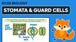 Stomata amp Guard Cells  GCSE Biology [upl. by Carthy]