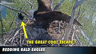 The Great Coot Escape  Redding Eagles [upl. by Feliks]