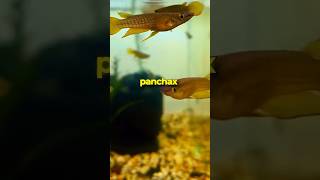 Check out these Gold Panchax Fish 🐠✨ [upl. by Nylirej623]