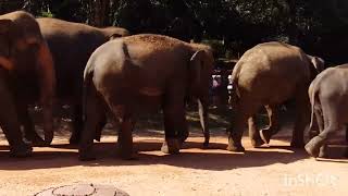 Pinnawala Elephant orphanage Visit with Risi Travels [upl. by Avi529]