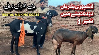 Highly Alpine milking goat farm  Milking goat breed in Pakistan  beetal goat milk production [upl. by Park]