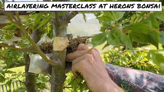 AirLayering Masterclass at Herons Bonsai [upl. by Pettit]