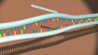 Exercice 3D sur la Transcription de lADN en ARNm [upl. by Miriam]