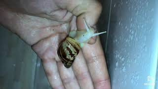 Giant African Land Snail Reticulata Albino [upl. by Romy]