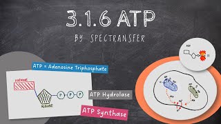 EASY REVISION AQA Alevel Biology 316 ATP [upl. by Nnel946]