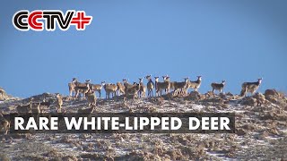 Rare WhiteLipped Deer Appear in Northwest China Nature Reserve [upl. by Aldercy]