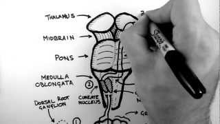 Spinal Pathways 2  Dorsal Column  Medial Lemniscus Pathway [upl. by Rhodie]