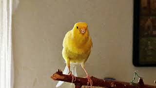 Russian Canary SingingKanarienvogel Gesang 🎶🎵 [upl. by Enajharas]