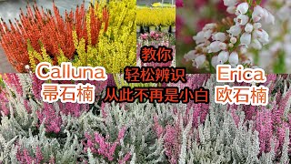 秋冬季开得艳丽的欧石楠Erica和Calluna帚石楠的区别Heidekraut种植方法生长习性特征Heidekraut喜欢就得懂的基础知识01112024 [upl. by Safir]