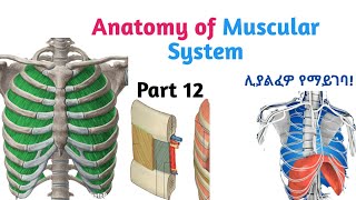 Anatomy of Muscular System Muscles of Respiration Helpful Video Lecture with Amharic SpeechPart12 [upl. by Hteik]