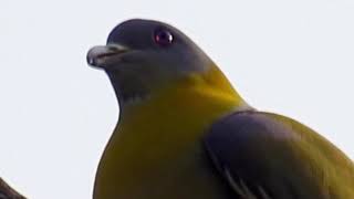 Green Pigeon  A Bird With Unrivalled Voice [upl. by Stesha170]