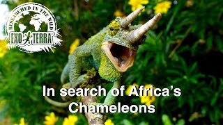 African Chameleons Trailer [upl. by Anayeek]