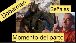 Nacimiento de cachorros Dóberman  Momento exacto [upl. by Ahsiemaj]