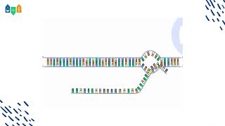 Génétique  transcription de la molécule d’ADN en ARN transcription adn [upl. by Horgan]