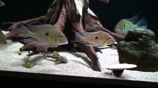 Pleco Mania [upl. by Orest792]