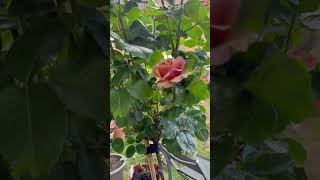 Mokarosa  MochaRosa  Standard Tree Rose trial and short review rosegarden garden rose [upl. by Lanfri849]