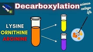 Amino Acid Decarboxylation Test  Microbiology Lab [upl. by Gadmon]