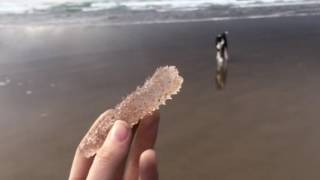 Pyrosomes on the Oregon Coast [upl. by Airoled374]