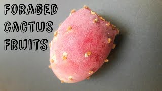 Foraged Cactus Fruit  Weird Fruit Explorer Ep 233 [upl. by Oizirbaf]