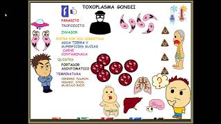 Toxoplasmosis toxoplasma gondii [upl. by Ecila647]