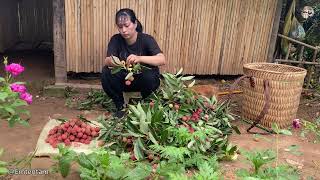 Harvesting lychees to eat  Taking care of the vegetable garden amp Raising chickens [upl. by Bauske]