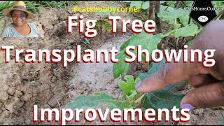 Fig Tree Transplant Showing Improvements  catshobbycorner [upl. by Eiramoj]