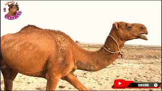 Camel Animal Video Camel Struggles With Heavy Couple De Creative Coman Facts [upl. by Esoryram]