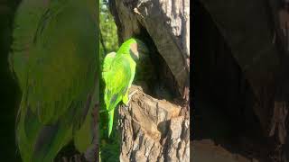 Parrot Nest in Tree Hole part 01 birdsofcanada wildlife wildlife chickadee goldenplover [upl. by Eynaffit]