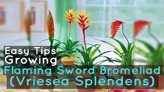 Growing Flaming Sword Bromeliad Vriesea Splendens Easy Tips [upl. by Estren]