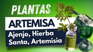 Artemisa Ajenjo Artemisia absinthium Planta medicinal curativa y milagrosa [upl. by Cointon]