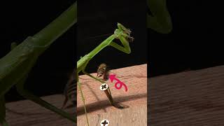 Courageous Honeybee Knocks Praying Mantis Off Balance [upl. by Keldon880]