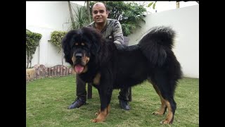 Tibetan Mastiff the Giant Dog  By Baadal Bhandaari  9878474748 [upl. by Ainesey]