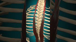 Longissimus cervicis muscle action Vertebral column Extension muscle anatomy [upl. by Navek]